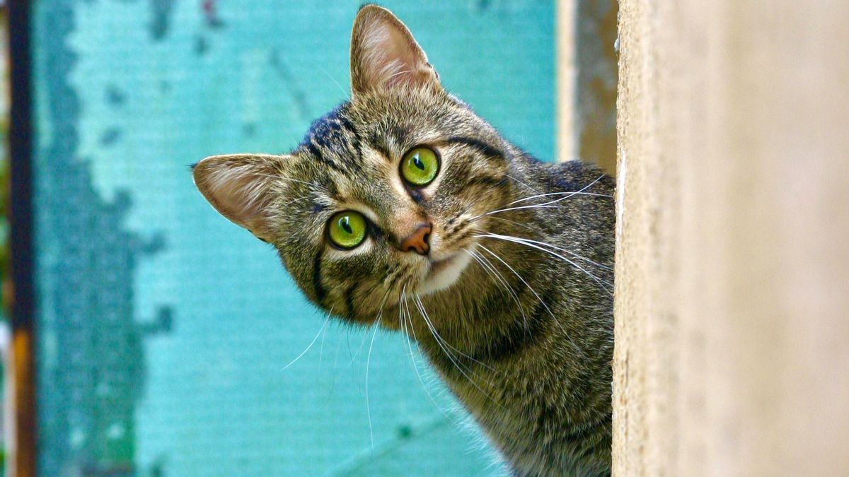 Hal yang Perlu Diketahui Sebelum Adopsi Kucing Liar, Cat Lovers Wajib Tahu