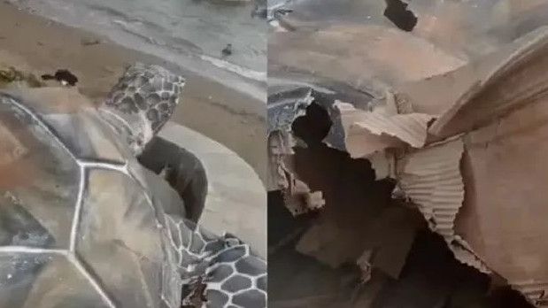 Viral Patung Penyu di Sukabumi Telan Anggaran Rp15 Miliar, Begini Jawaban Disperkim