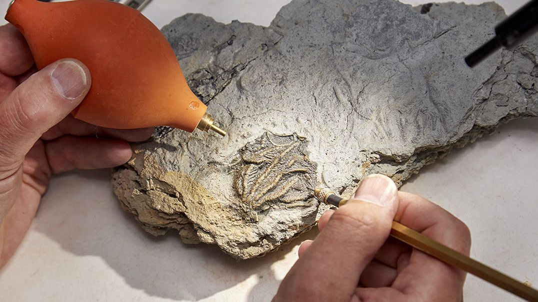 Hanya Bermodal Google Earth, Suami Istri Temukan Fosil Bintang Laut Era Jurassic