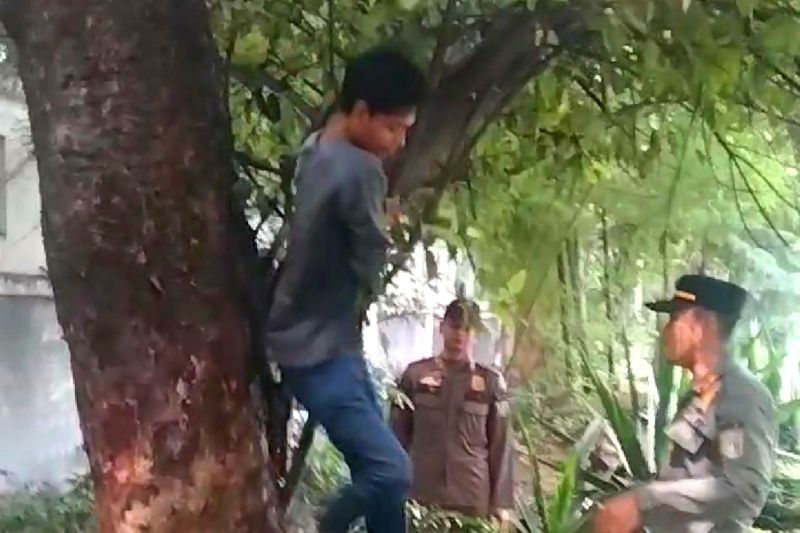 Momen Pemulung Panjat Pohon Demi Hindari Kejaran Satpol PP di Kebayoran Lama