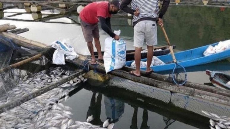 Tak Jadi Dipanen, Ribuan Ikan Mujair di Danau Batur Mati Keracunan Belerang