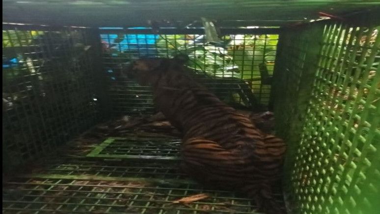 Harimau Pemangsa Manusia di Lampung Barat Akhirnya Ditangkap