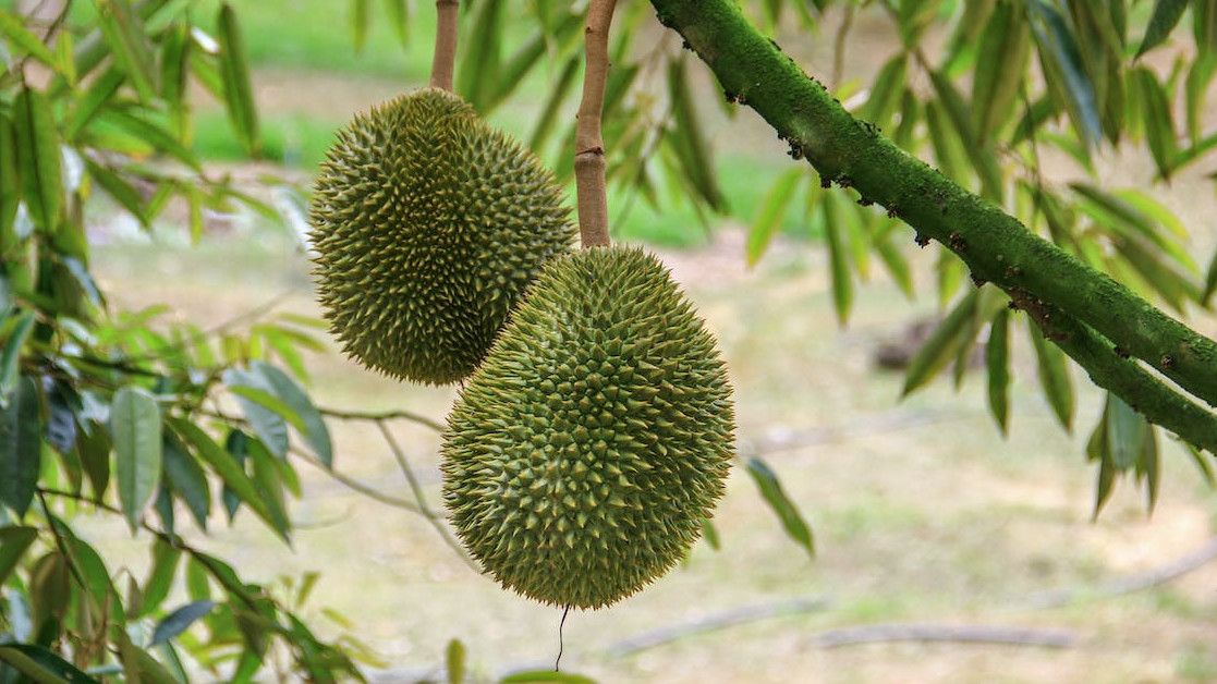Apakah Ibu Hamil Boleh Makan Durian? Simak Penjelasan Berikut
