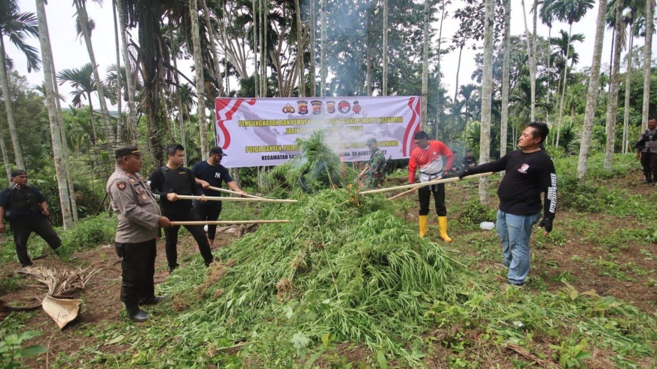 Polisi Langsung Musnahkan Temuan 3 Hektare Ladang Ganja di Aceh Utara