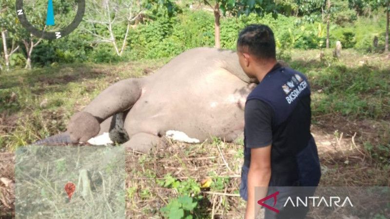 Gajah Betina Ditemukan Mati di Karang Ampar Aceh Tengah, Diduga karena Keracunan