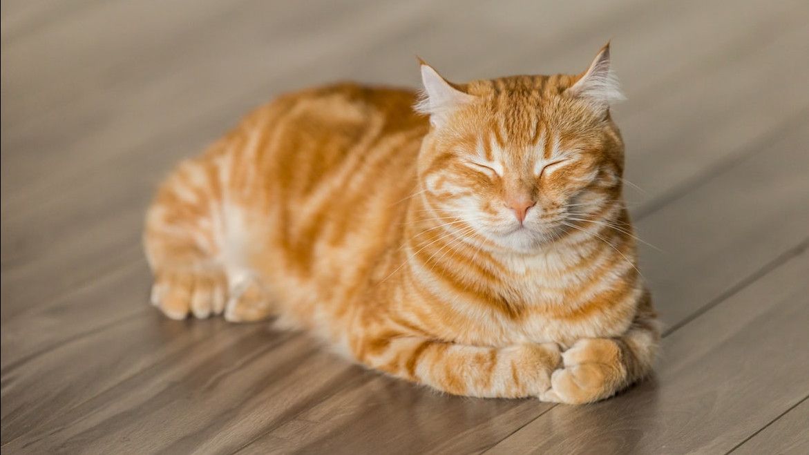 Penyebab Bulu Kucing Rontok: Diagnosa dan Langkah Perawatan
