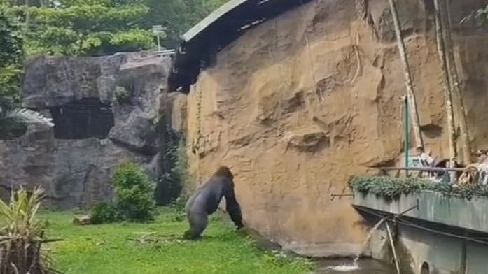 Penjelasan Ragunan soal Gorila Lempar Kayu ke Pengunjung: Diganggu Ada yang Teriak-teriak