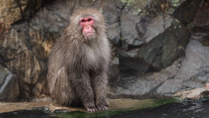 Sadis! Monyet Liar Serang Puluhan Orang di Jepang, Korban Alami Luka dan Langsung Diburu Pejabat