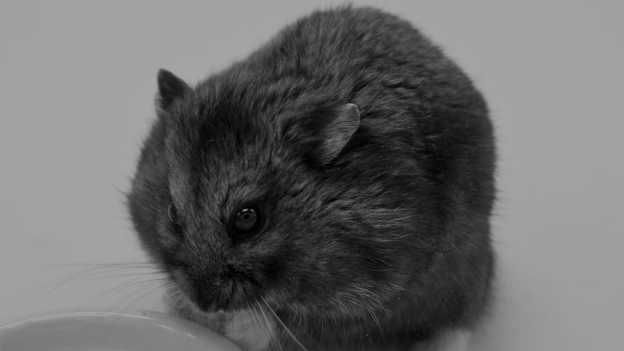 Kabar Duka, Hamster yang Jadi Ikon Perdagangan Mata Uang Kripto Mati