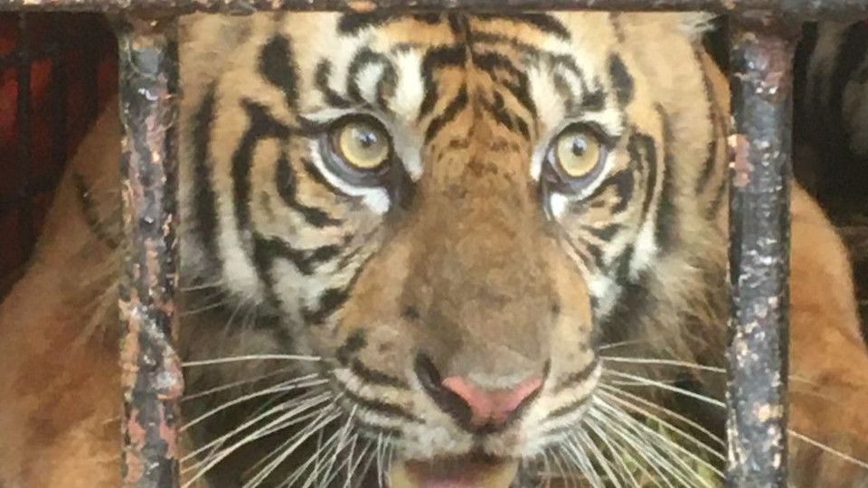 BKSDA Aceh Evakuasi Seekor Harimau Sumatera Usai Memangsa 9 Ekor Ternak: Warga Jangan Rusak Habitat Harimau