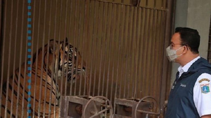 Harimau di Ragunan Tertular Covid-19, Anies: Tak Bisa Dikirim ke Wisma Atlet
