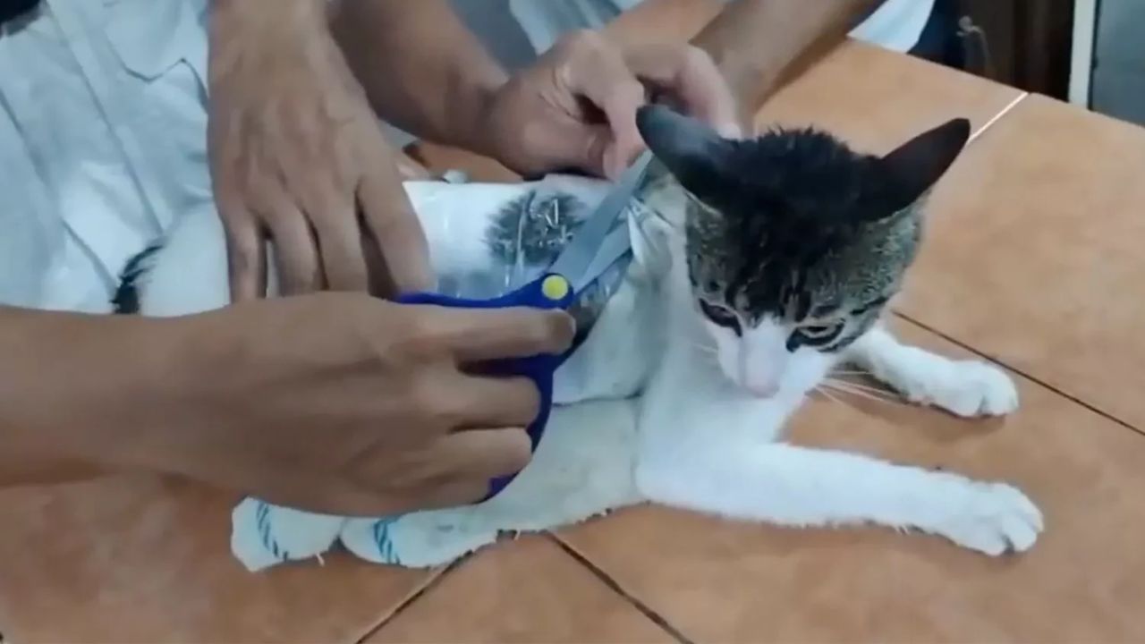 Detik-Detik Kucing Belang Ditangkap Polisi Kosta Rika, Diduga Selundupkan Narkoba ke Penjara