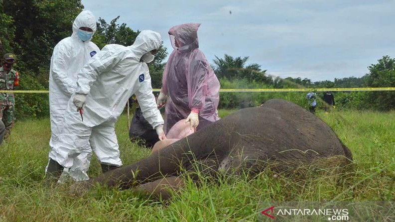 Gajah Mati Tanpa Kepala di Aceh, BKSDA Temukan Organ Pencernaan Rusak Oleh Zat Mirip Racun