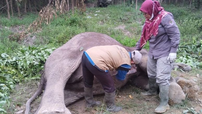 Gajah Liar Mati Diracun, BKSDA Riau Terjunkan Investigasi