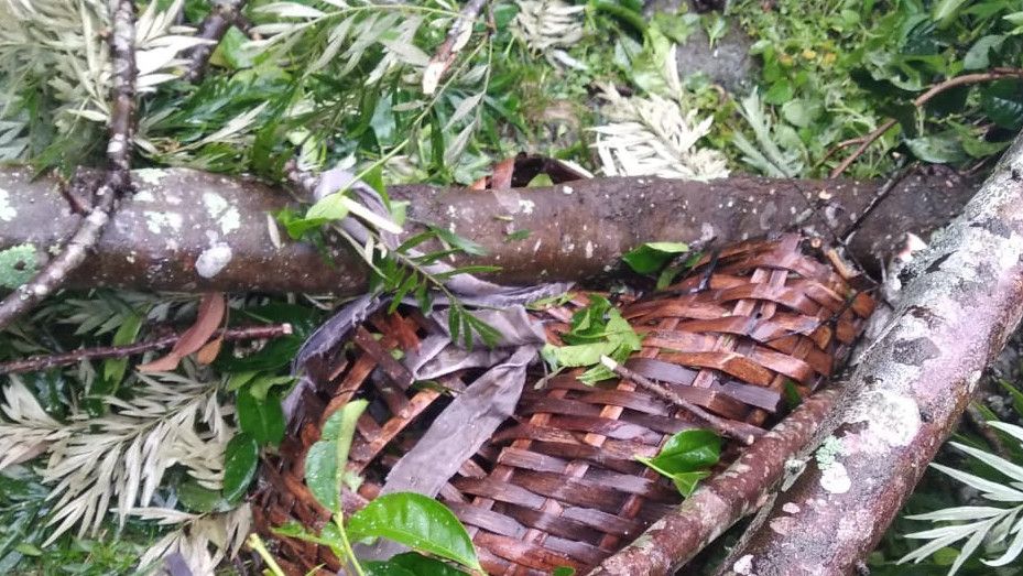 Sepuluh Karyawan PTPN VIII Tertimpa Pohon Tumbang