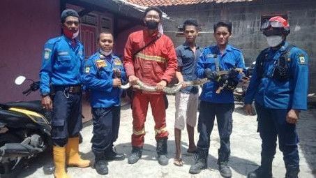 Aksi Damkar Tangerang Jadi Pawang Ular Sanca di Tangerang, Kepala UPT Damkar: Kita Punya 3 Pawang Ular