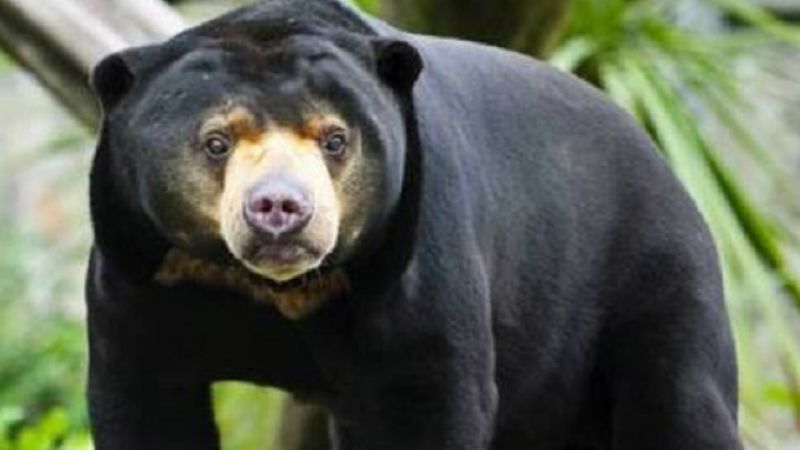 Ngeri, Beruang Madu Liar di Jambi Serang Warga hingga Terluka Parah
