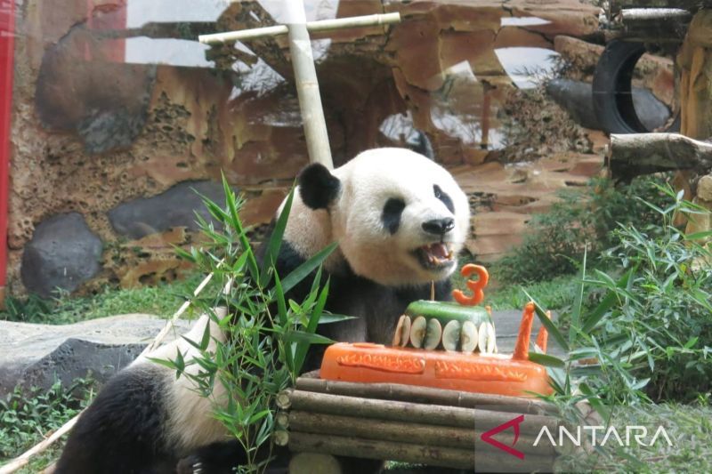 Taman Safari Bayar Sewa Panda dari China Seharga 3 Miliar, Inspeksi dan Persiapannya Ketat