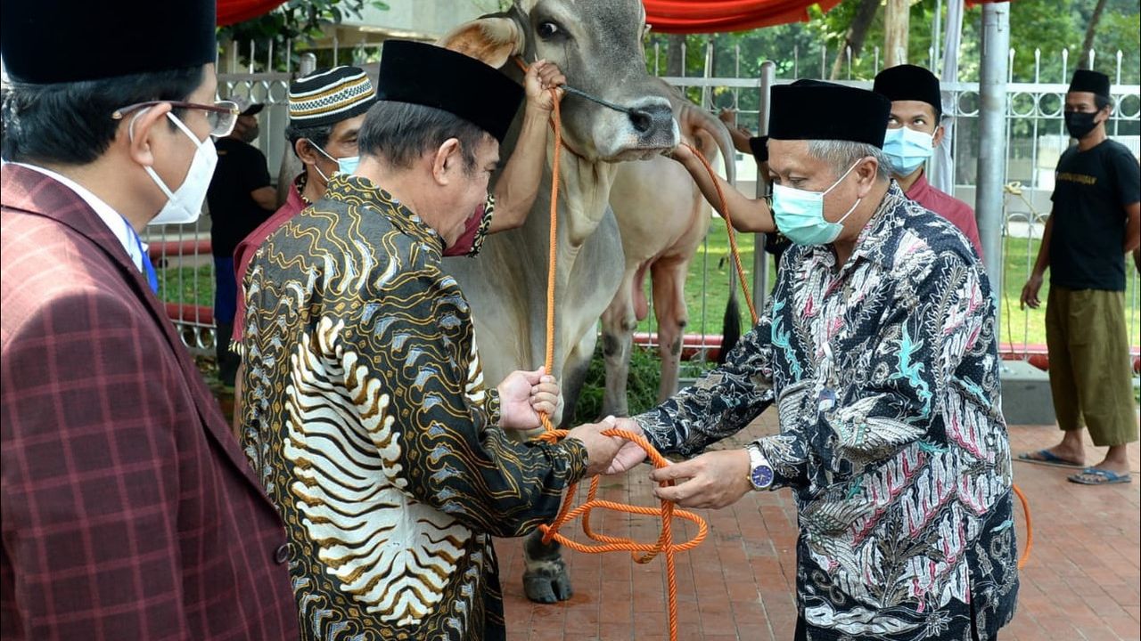 Sapi Berbobot Satu Ton dari Presiden Jokowi untuk Masjid Istiqlal