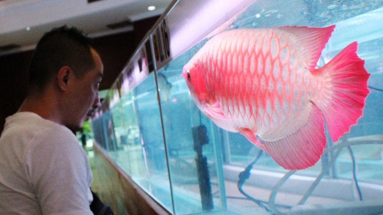 Kalimantan Heboh, Anggaran Dinas Perikanan untuk Beli Ikan Arwana Diduga Dikorupsi