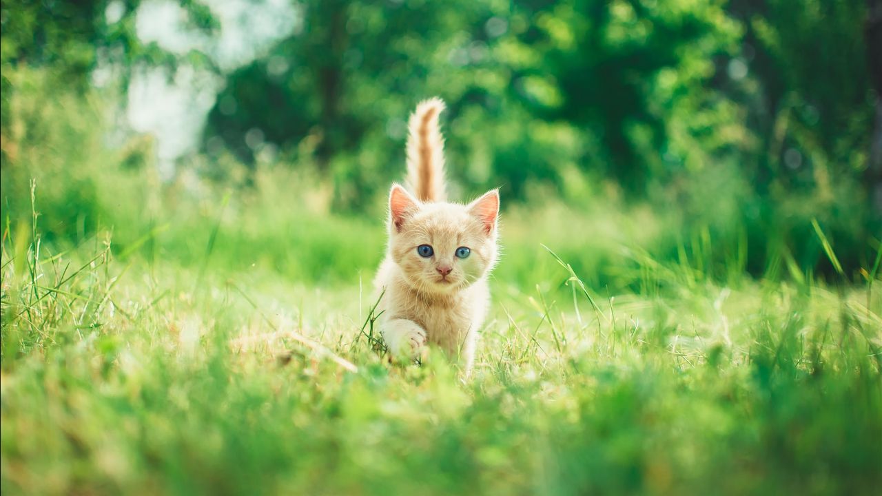 Mencegah Kucing Peliharaan Kabur dari Rumah Tips Sederhana Berikut