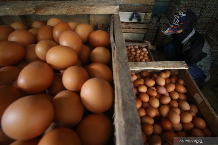 Harga Telur di Kupang Melambung Menjadi Rp65.000 per Rak, Fantastis!