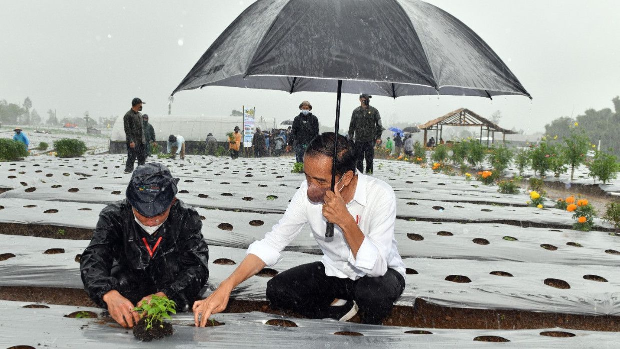 Momen Presiden Jokowi Basah Kuyup Temani Masyarakat Tanam Cabai Meski Diguyur Hujan di Wonosobo