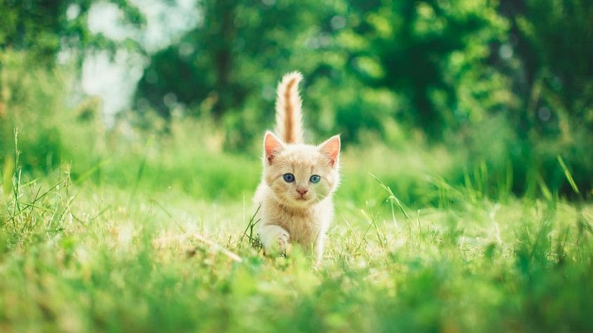 Delapan Bulan Hilang, Majikan Berhasil Temukan Kucing Lucu Kesayangan Lewat Suaranya yang Menggemaskan
