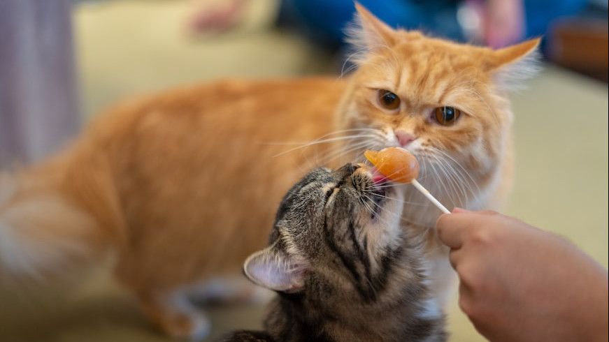 Aturan Memberi Makan Kucing Peliharaan, Berikut Hal-Hal yang Harus Diperhatikan