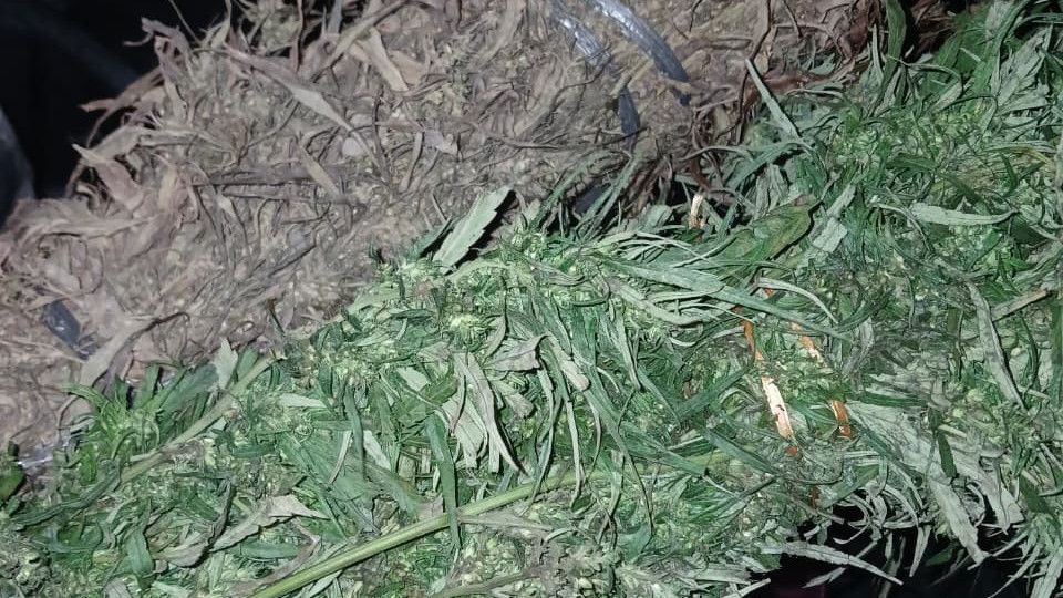 Bareskrim Musnahkan Ladang Ganja di Taman Nasional Gunung Leuser Aceh