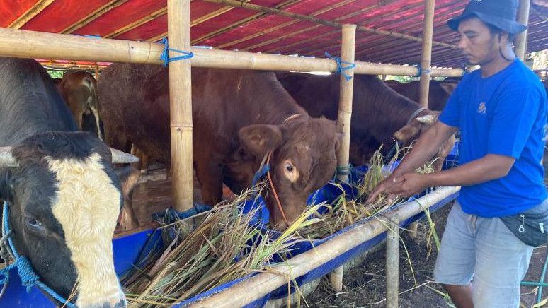 Para Penjual Hewan Kurban Dilarang Jualan di Trotoar Jalan di Jakarta