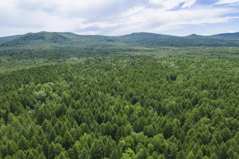 Hutan 40.000 Hektar di China akan Dihijaukan Kembali