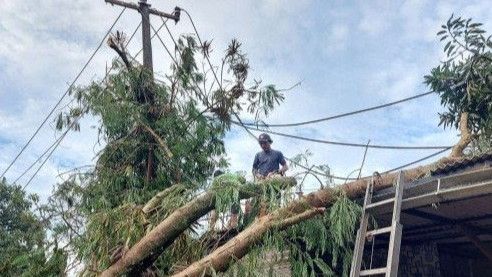 Dampak Angin Kencang di Kabupaten Tangerang, 7 Pohon Tumbang Hingga 2 Rumah Rusak