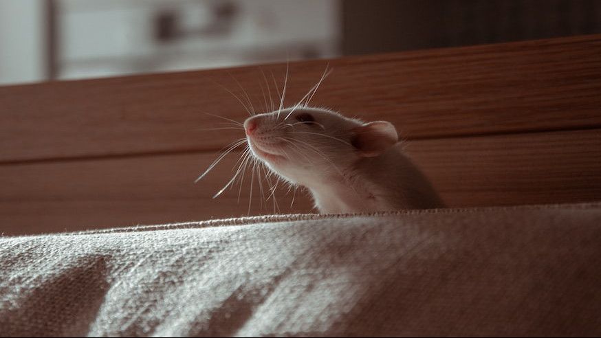Bahan Dapur untuk Usir Tikus yang Ampuh dan Tidak Berbahaya bagi Manusia