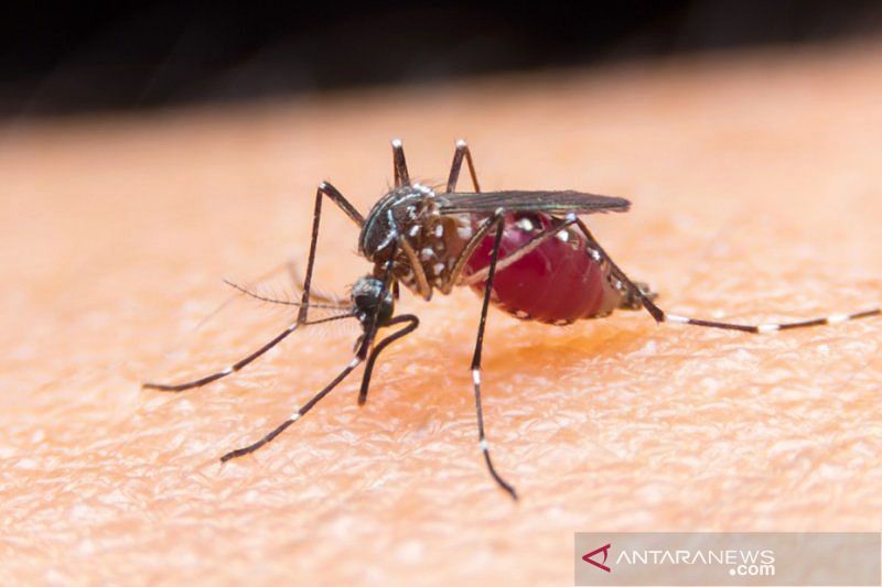 1.288 Warga Mukomuko Bengkulu Suspect Malaria