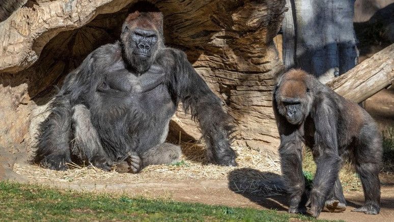 Gejala Mirip, COVID-19 Menginfeksi 2 Gorilla Kebun Binatang AS