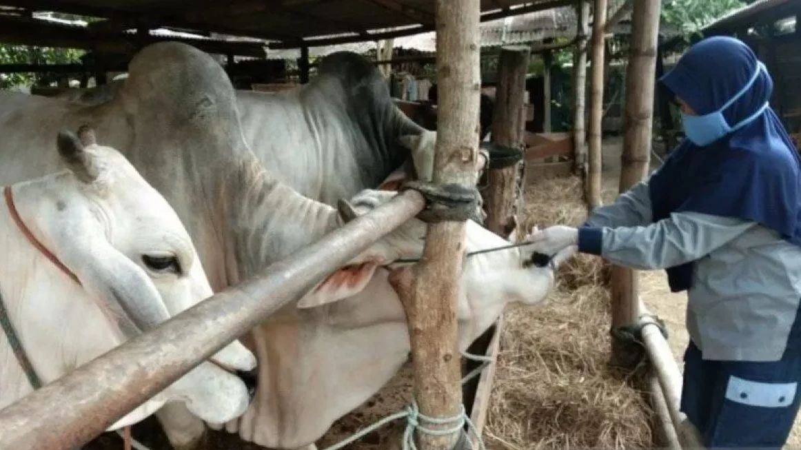 Pemprov DKI Imbau Warga Tak Buang Limbah Hewan Kurban ke Selokan atau Kali