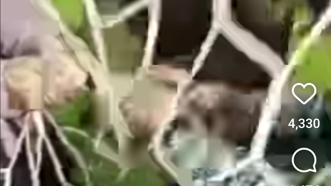 Bobotoh Berulah, Cabut Rumput hingga Potong Jaring Gawang Stadion GBLA