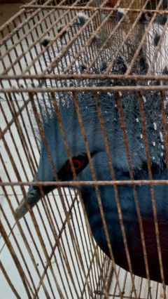 Parah! 31 Satwa Dilindungi Korban Perdagangan Ilegal Tujuan Thailand Mati, Mayoritas Burung