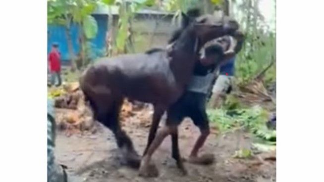 Aksi Pria di Sulsel Membanting Kuda Ala Smack Down Jadi Sorotan