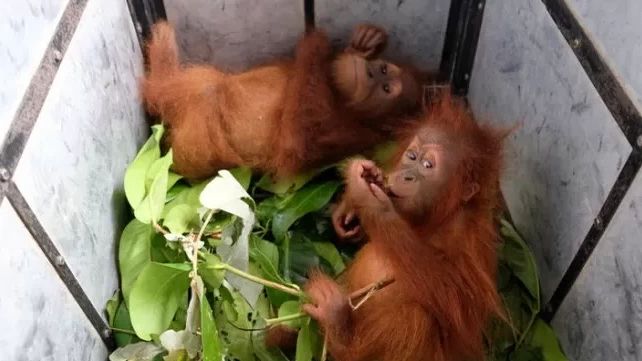 Sambut Hari Orangutan Sedunia 2022: Perburuan Masif dan Lemahnya Hukum hingga Pelaku Didominasi Pejabat Tinggi