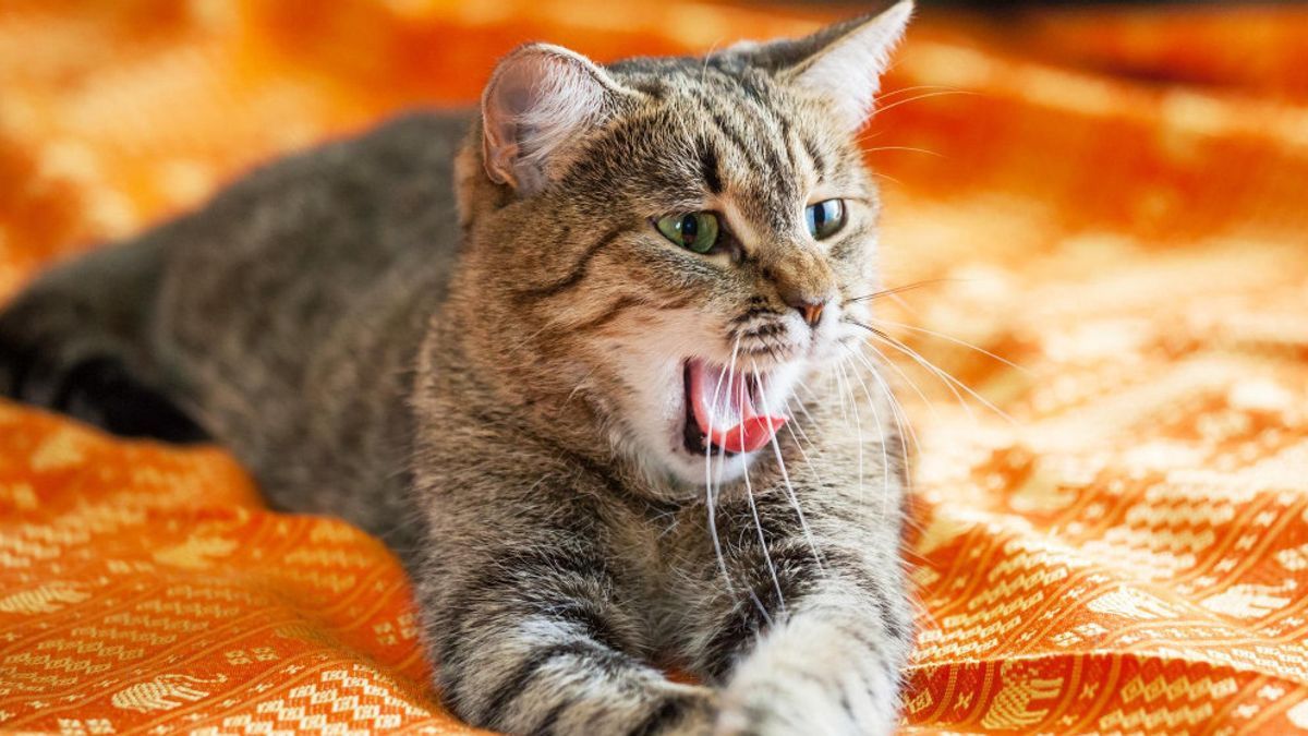 Cara Mengatasi Kucing Agresif yang Bisa Anda Lakukan