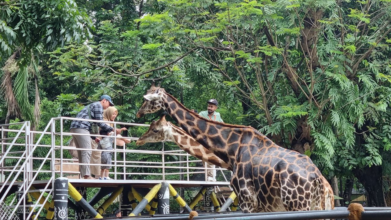 Puncak Libur Lebaran, Kebun Binatang Surabaya Capai 19 Ribu Pengunjung