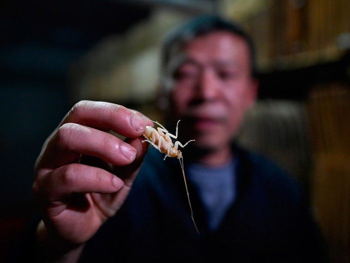 Di China, Kecoa Bisa Dimakan Bahkan Ada Peternakannya