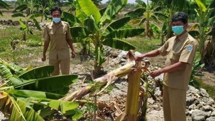 Gara-gara Viral 'Salam dari Binjai', Bocah di Lamongan Rusak 50 Pohon Pisang Milik Warga