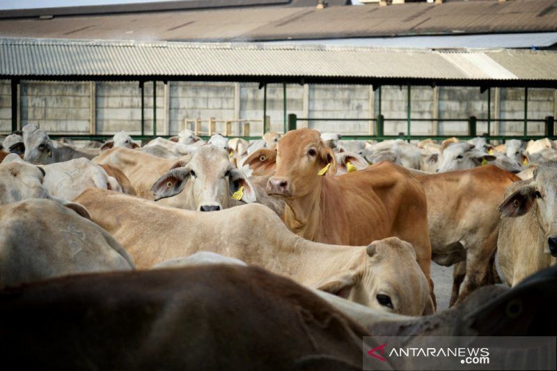 Viral Puluhan Sapi Lari dan Tabrak Kendaraan di Jalanan Makassar