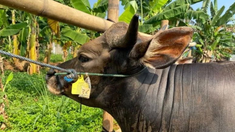 3.159 Hewan Kurban Diperiksa, Pemprov DKI: Kita Memastikan Semua Hewan Bebas dari Penyakit PMK