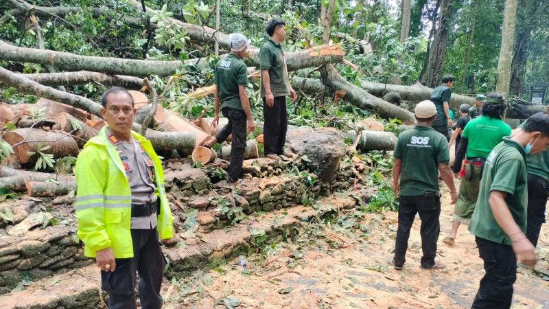 Kronologi Dua WNA Tertimpa Pohon di Bali, Mendadak Ada Angin Kencang Disertai Hujan