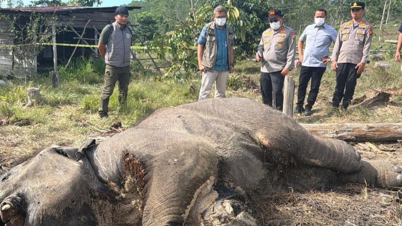 Misteri Kematian Anak Gajah di Tesso Nilo, Pemilik Lahan Jadi Tersangka Terancam 15 Tahun Penjara