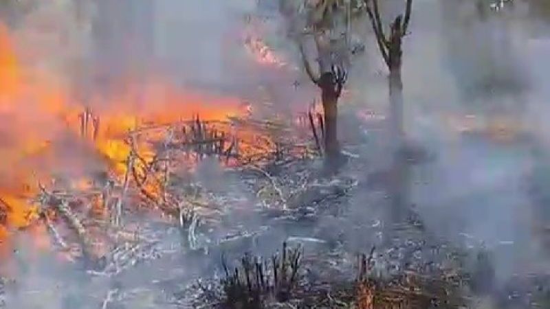 Pembakar Rumput di Gunung Ijen Ditangkap Setelah Bikin Gosong Hutan